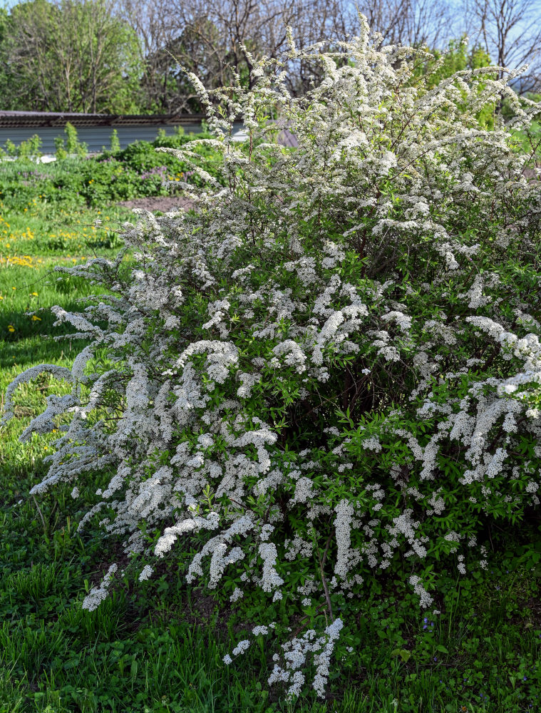 Image of Spiraea &times; cinerea specimen.