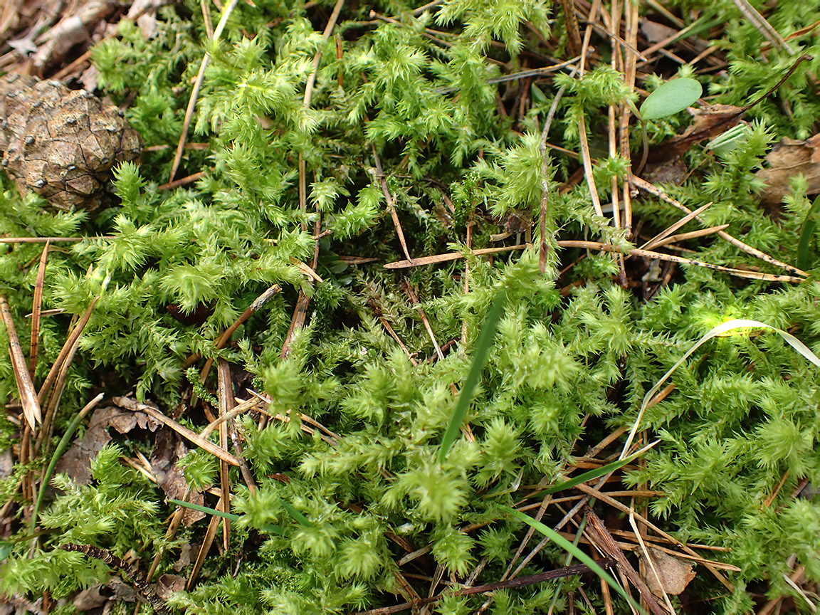 Image of Rhytidiadelphus triquetrus specimen.