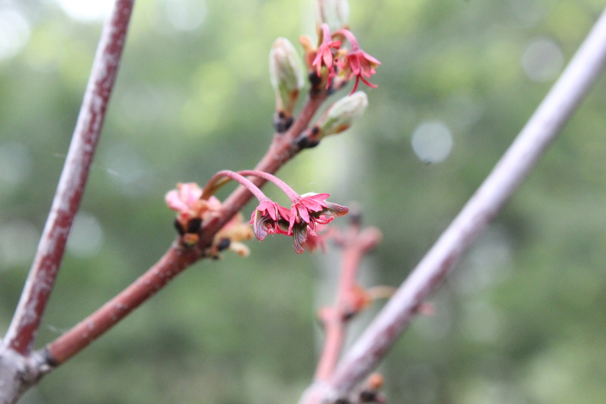 Изображение особи Acer rubrum.