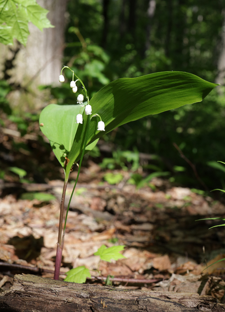 Изображение особи Convallaria majalis.