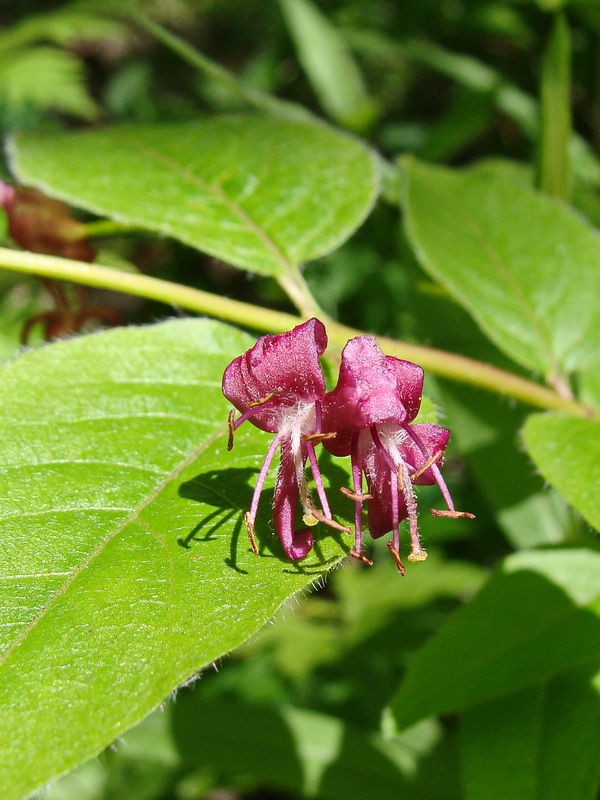 Image of Lonicera maximowiczii specimen.