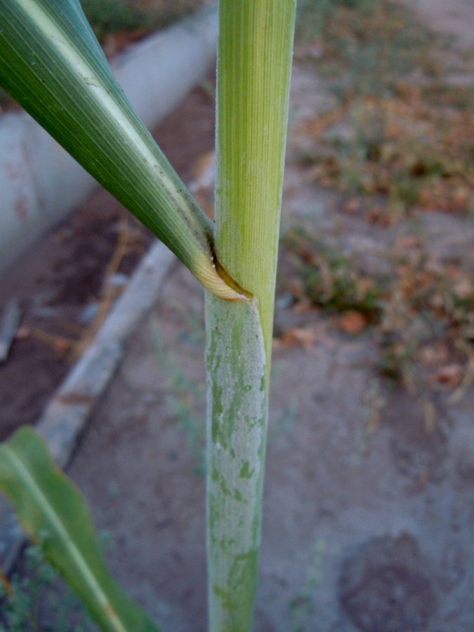 Image of Sorghum saccharatum specimen.