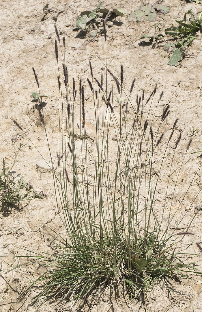 Изображение особи семейство Poaceae.