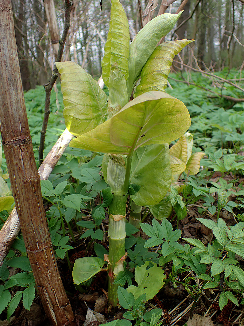 Изображение особи Reynoutria sachalinensis.