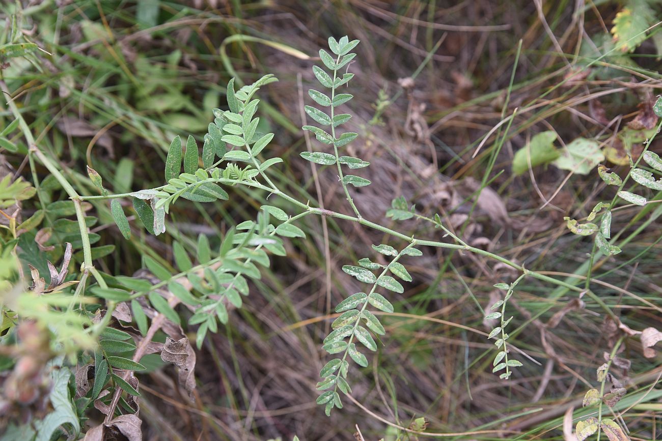 Изображение особи Astragalus cicer.