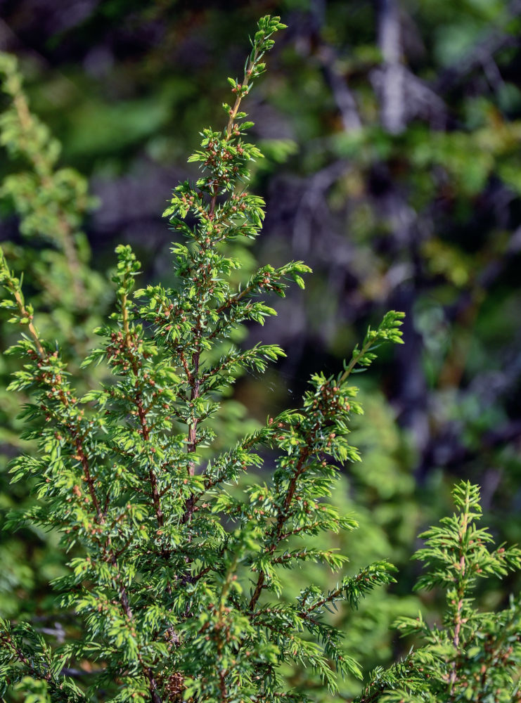 Изображение особи Juniperus sibirica.