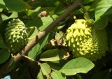 Annona squamosa