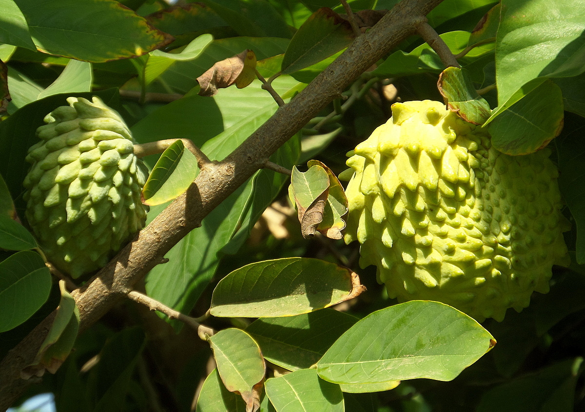 Изображение особи Annona squamosa.