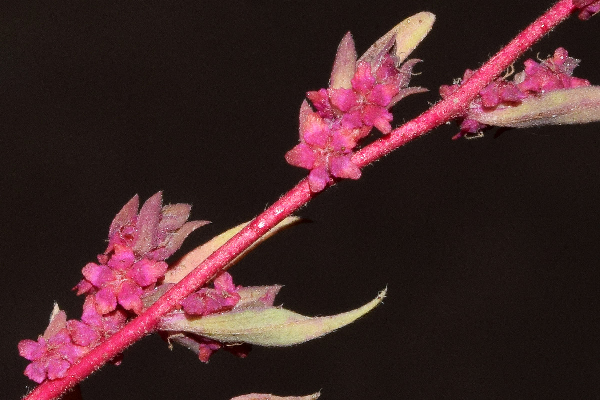 Изображение особи семейство Chenopodiaceae.