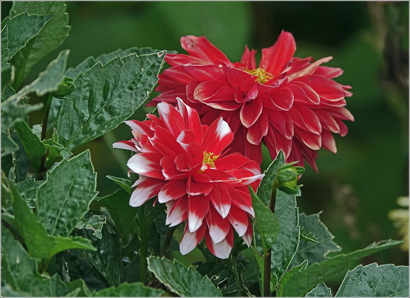 Image of Dahlia &times; cultorum specimen.