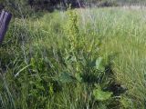 Rumex confertus