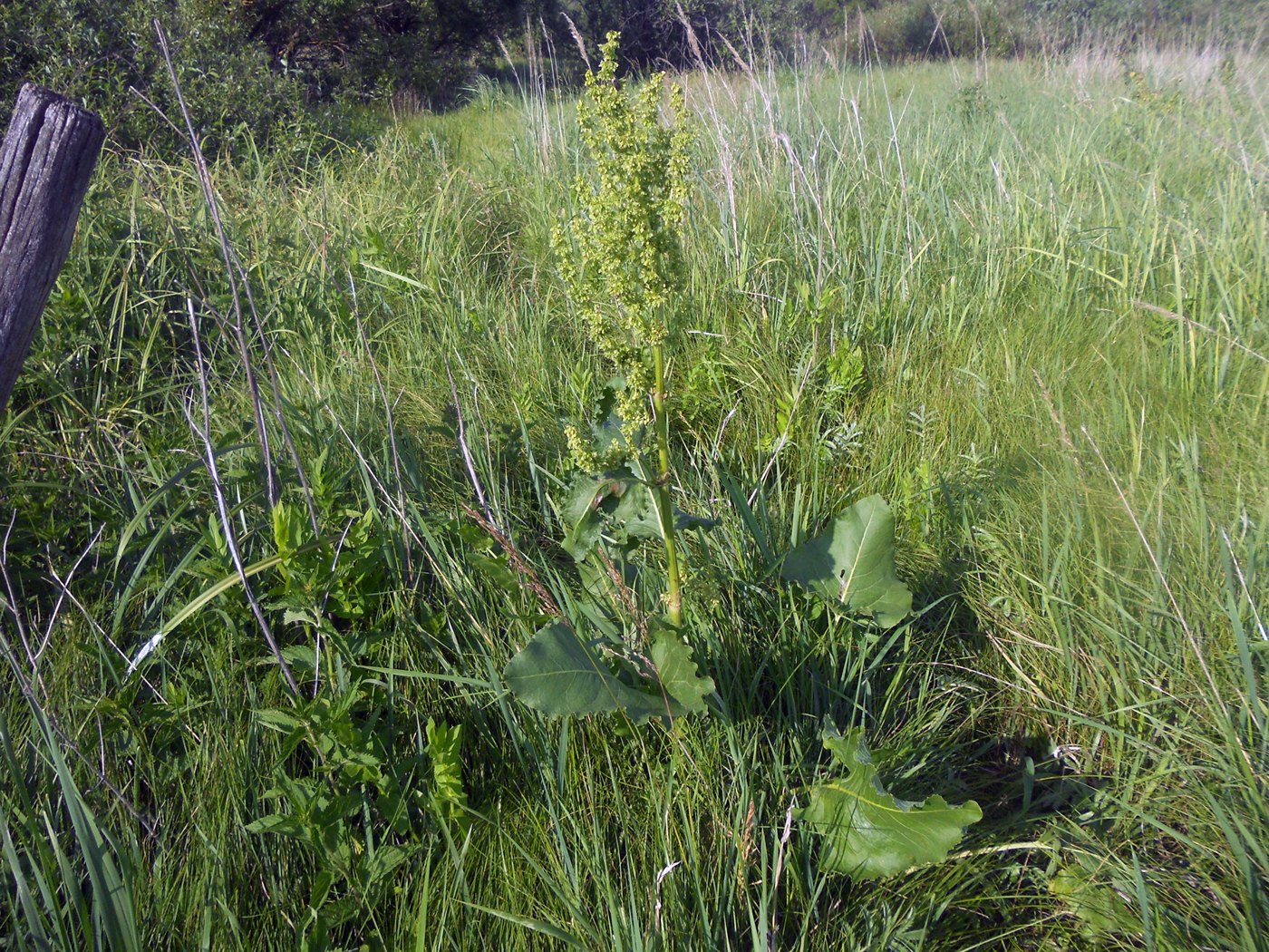 Изображение особи Rumex confertus.