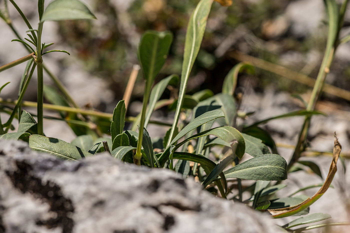 Image of Cephalaria coriacea specimen.