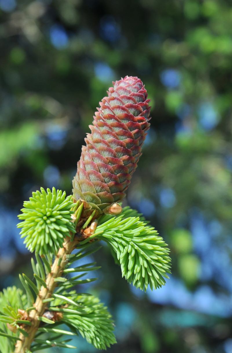 Изображение особи Picea obovata.