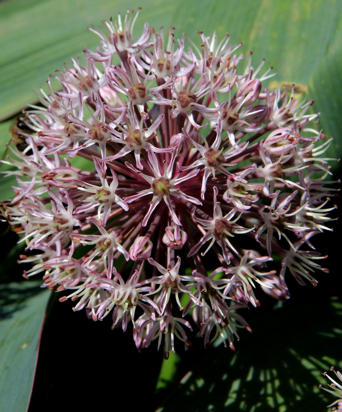 Image of Allium karataviense specimen.