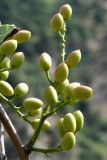 Pistacia vera