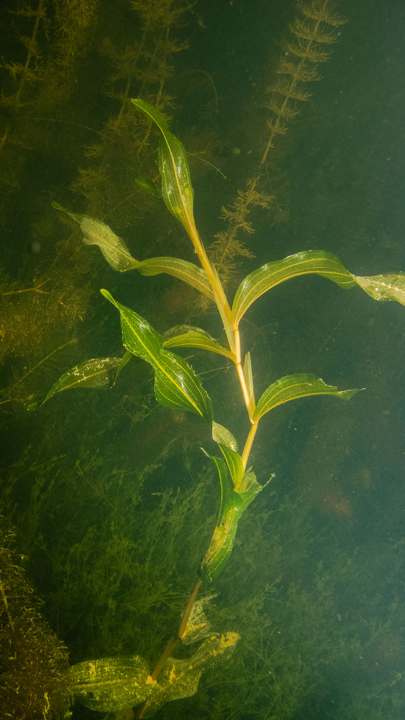 Изображение особи Potamogeton gramineus.