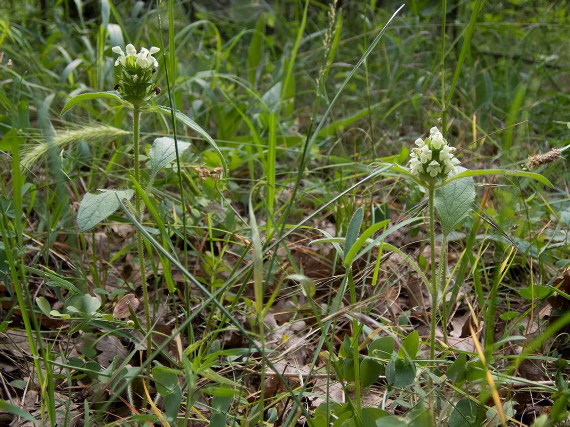 Image of Prunella laciniata specimen.