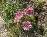 Sempervivum pumilum