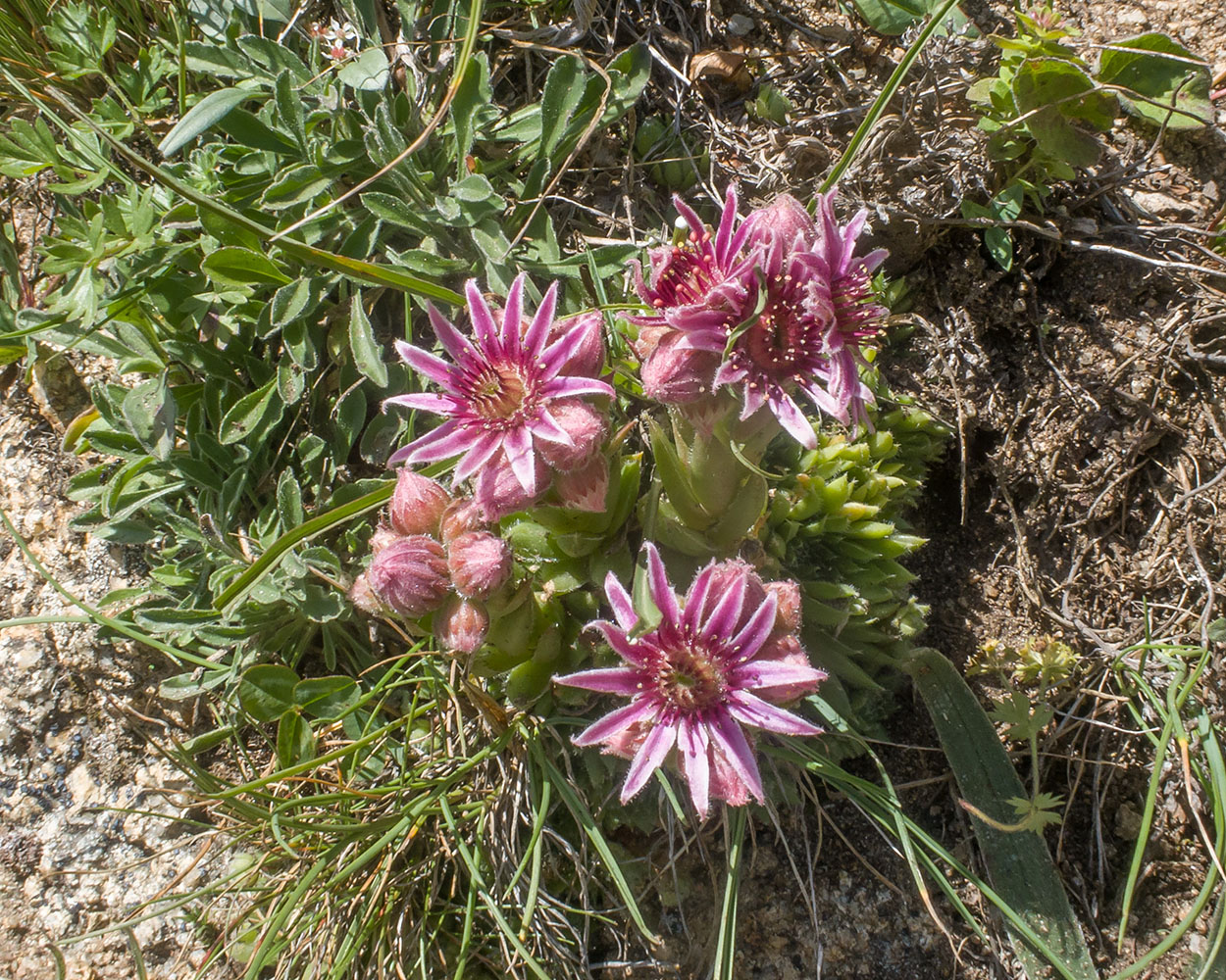 Изображение особи Sempervivum pumilum.