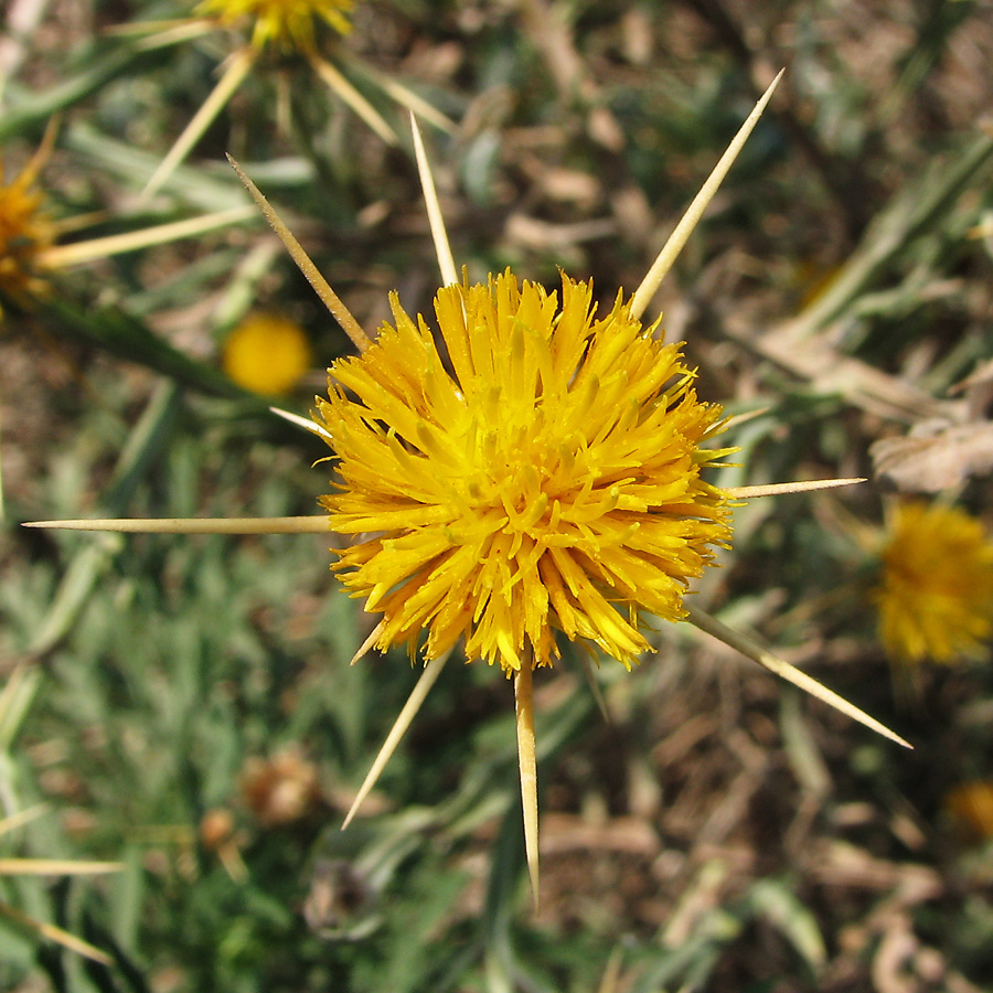 Image of Centaurea solstitialis specimen.