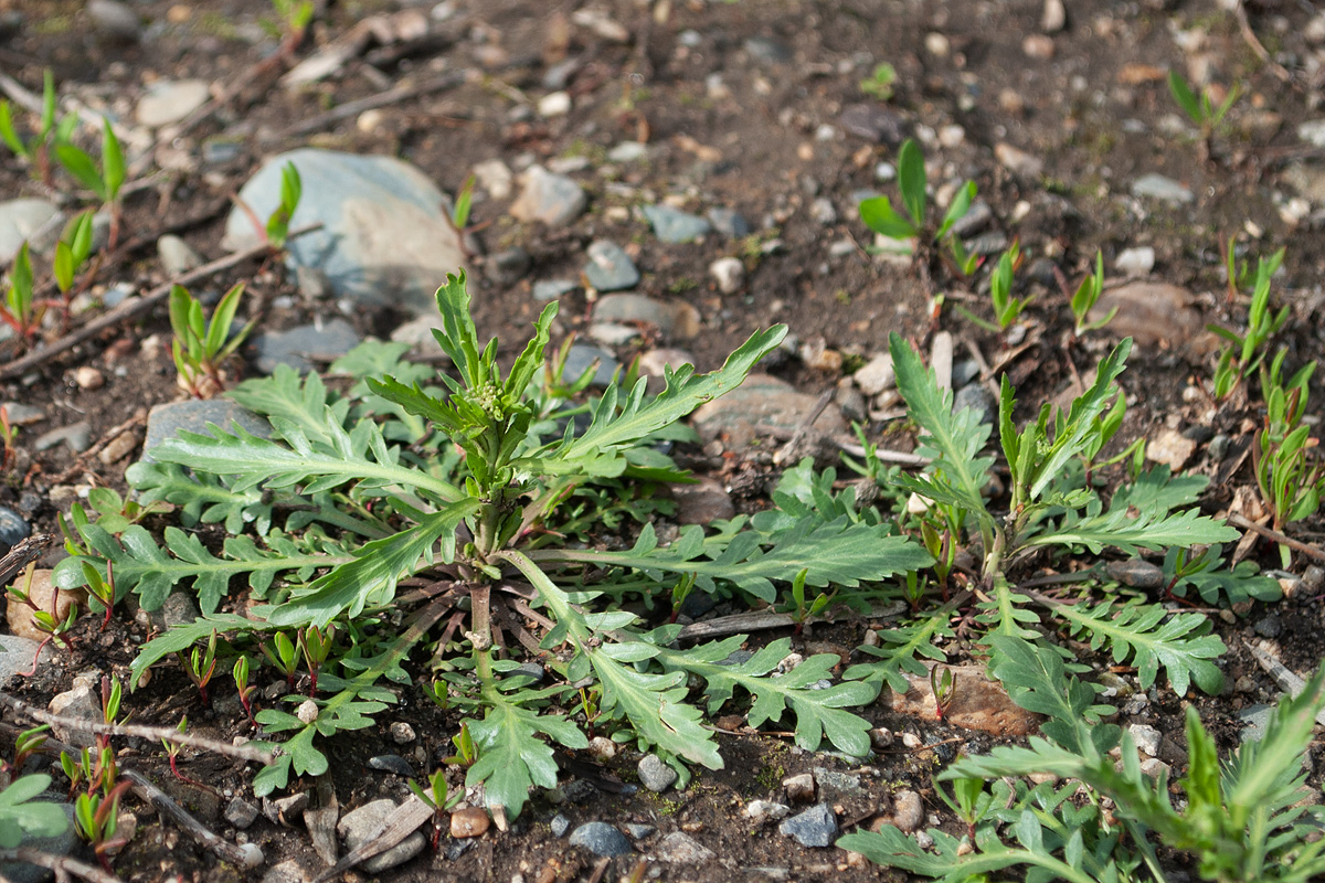 Image of Chorispora sibirica specimen.