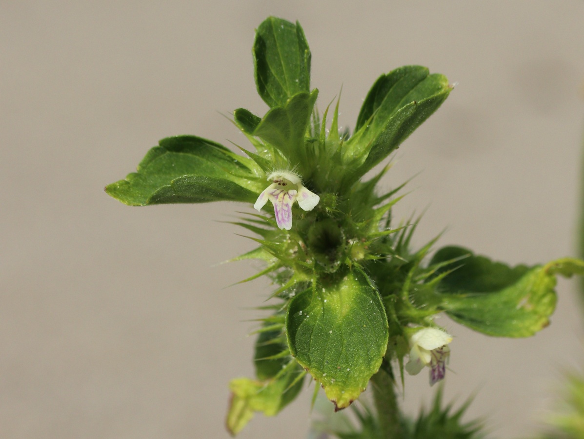 Изображение особи Galeopsis bifida.