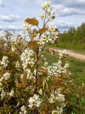 Amelanchier spicata