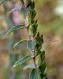 Смотреть изображение Odontites vulgaris