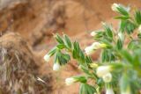 Смотреть изображение Onosma setosa