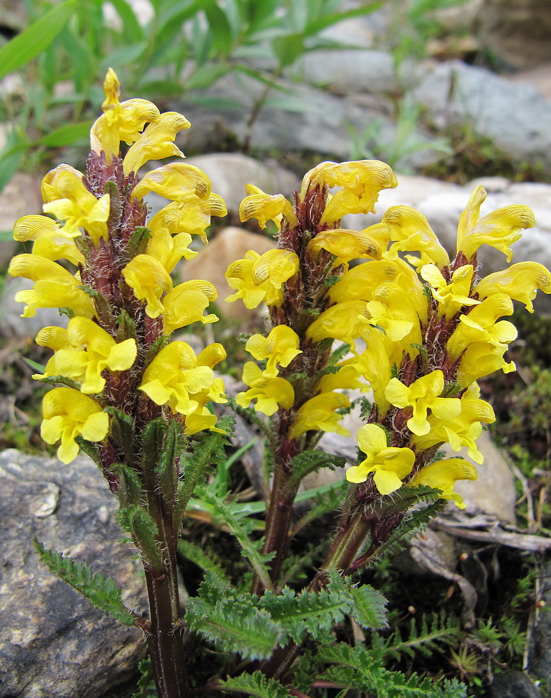 Image of Pedicularis oederi specimen.