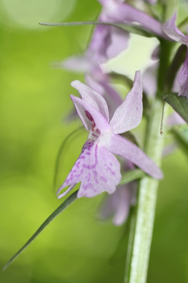 Image of Dactylorhiza urvilleana specimen.