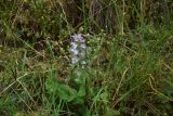 View full-size image Salvia sclarea