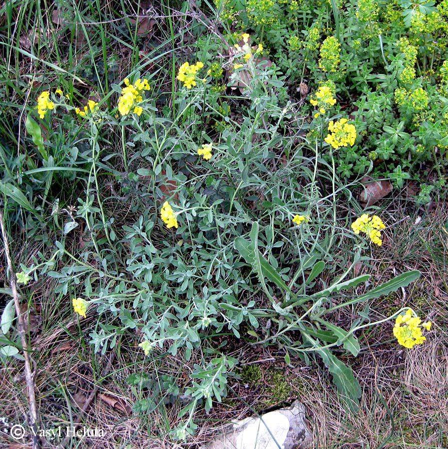 Изображение особи Alyssum calycocarpum.