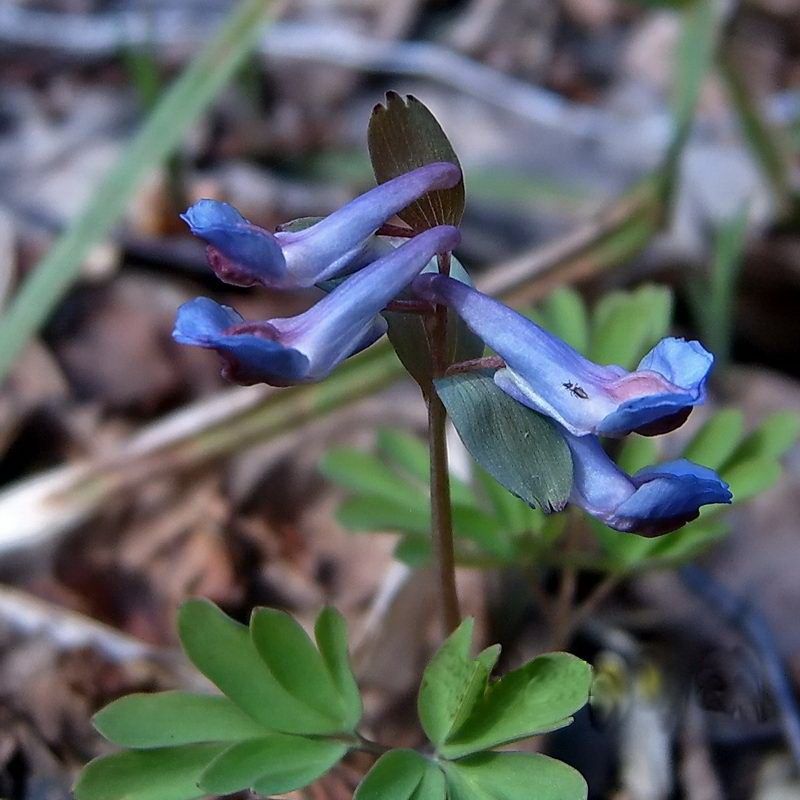 Image of Corydalis solida specimen.