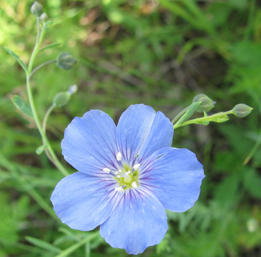 Изображение особи Linum baicalense.