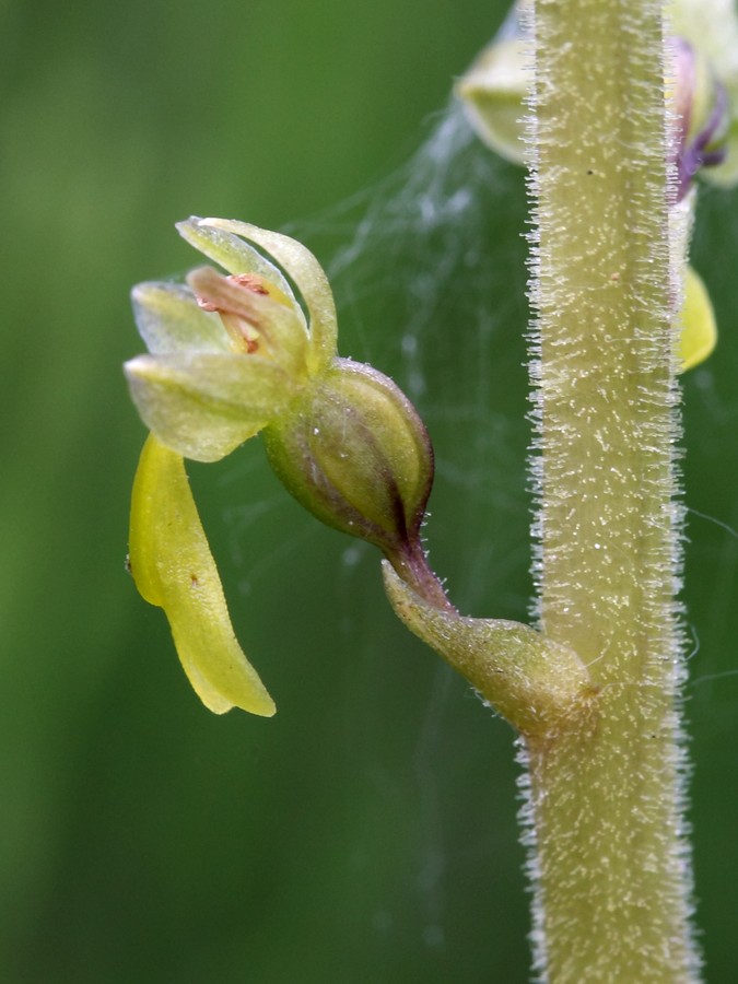 Image of Listera ovata specimen.