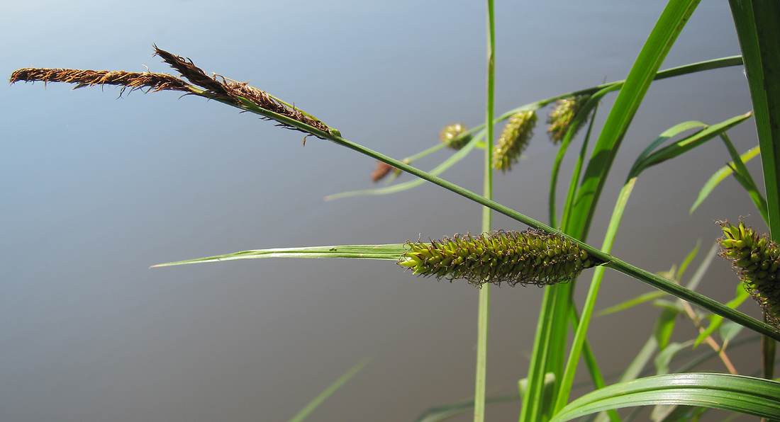 Изображение особи Carex riparia.