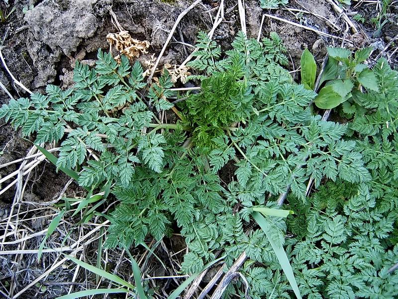 Image of Conium maculatum specimen.