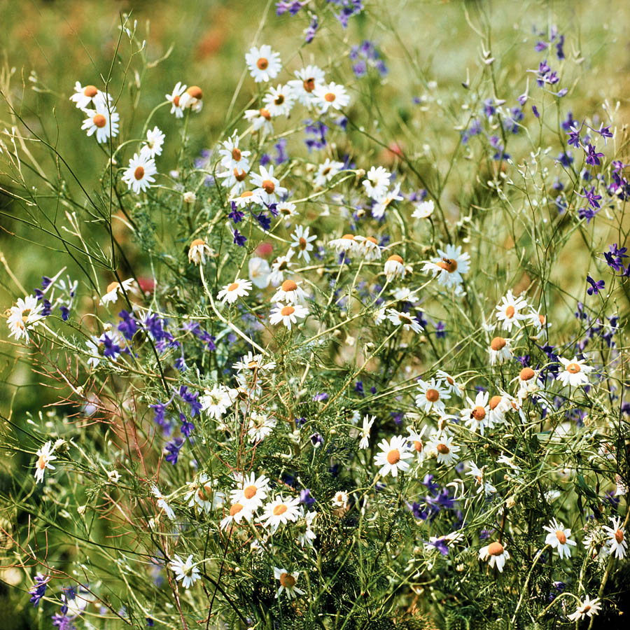 Изображение особи Tripleurospermum inodorum.