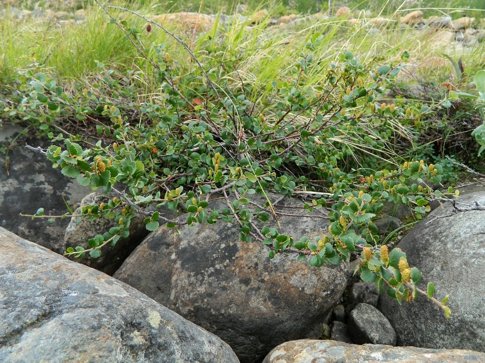 Image of Betula nana specimen.