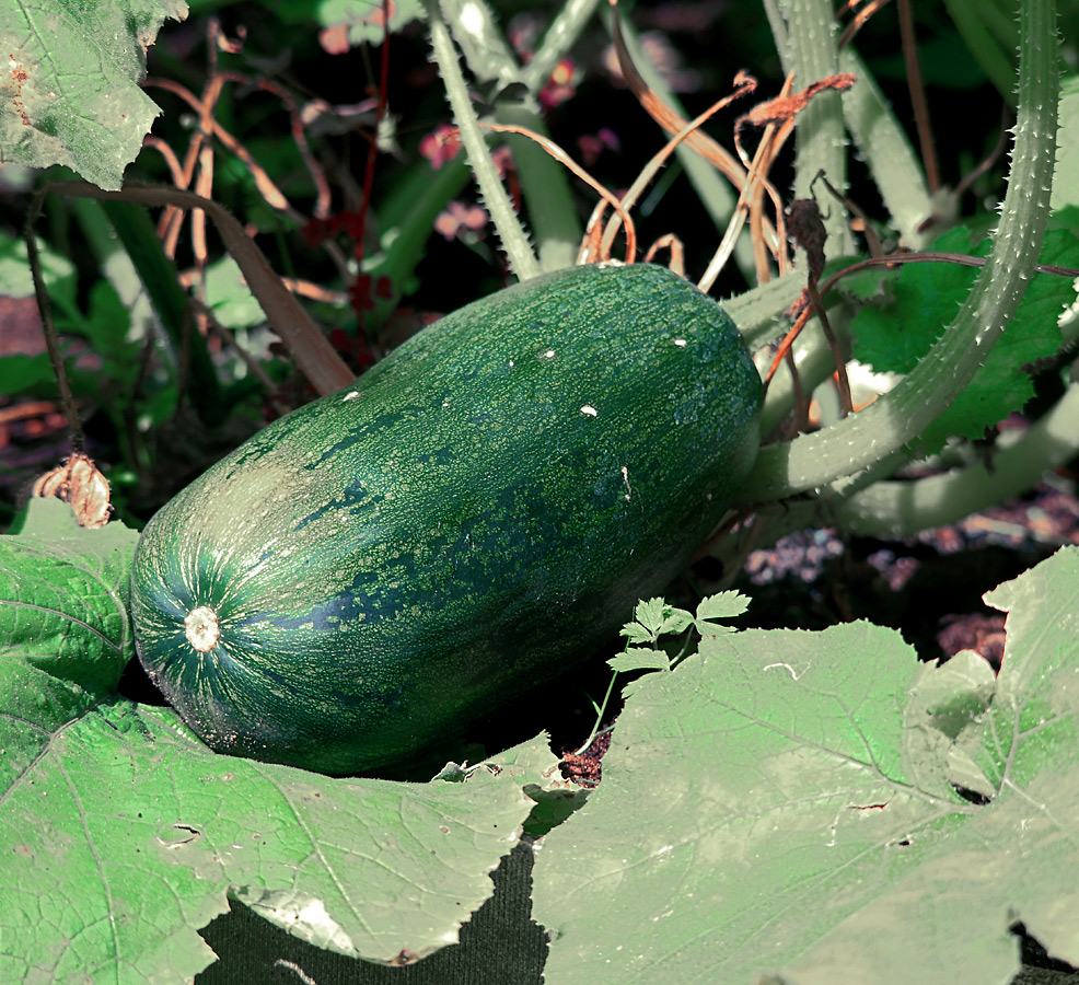 Image of Cucurbita pepo specimen.