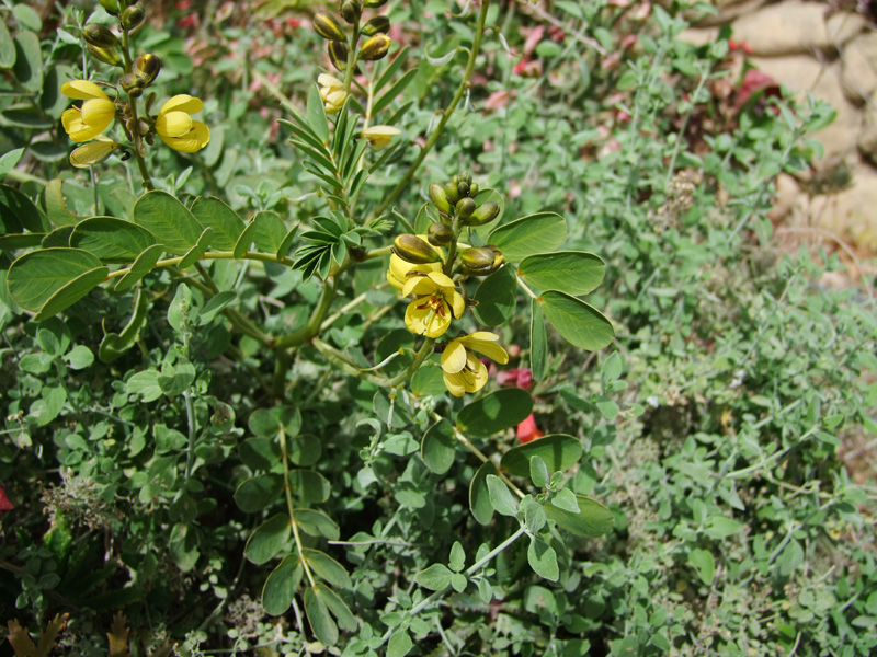 Image of Senna italica specimen.