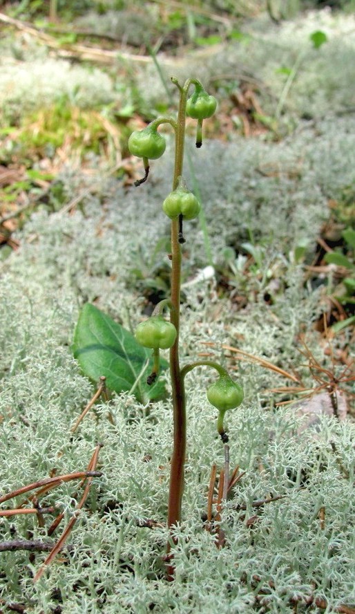 Image of Pyrola chlorantha specimen.