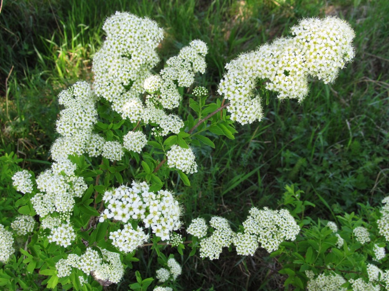 Image of Spiraea media specimen.