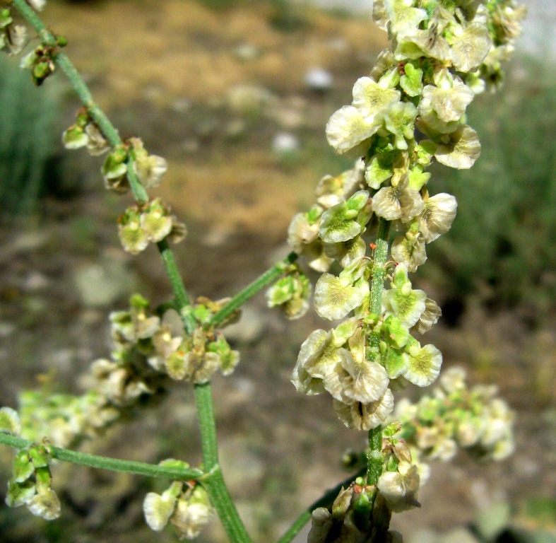 Image of Rumex tuberosus ssp. turcomanicus specimen.