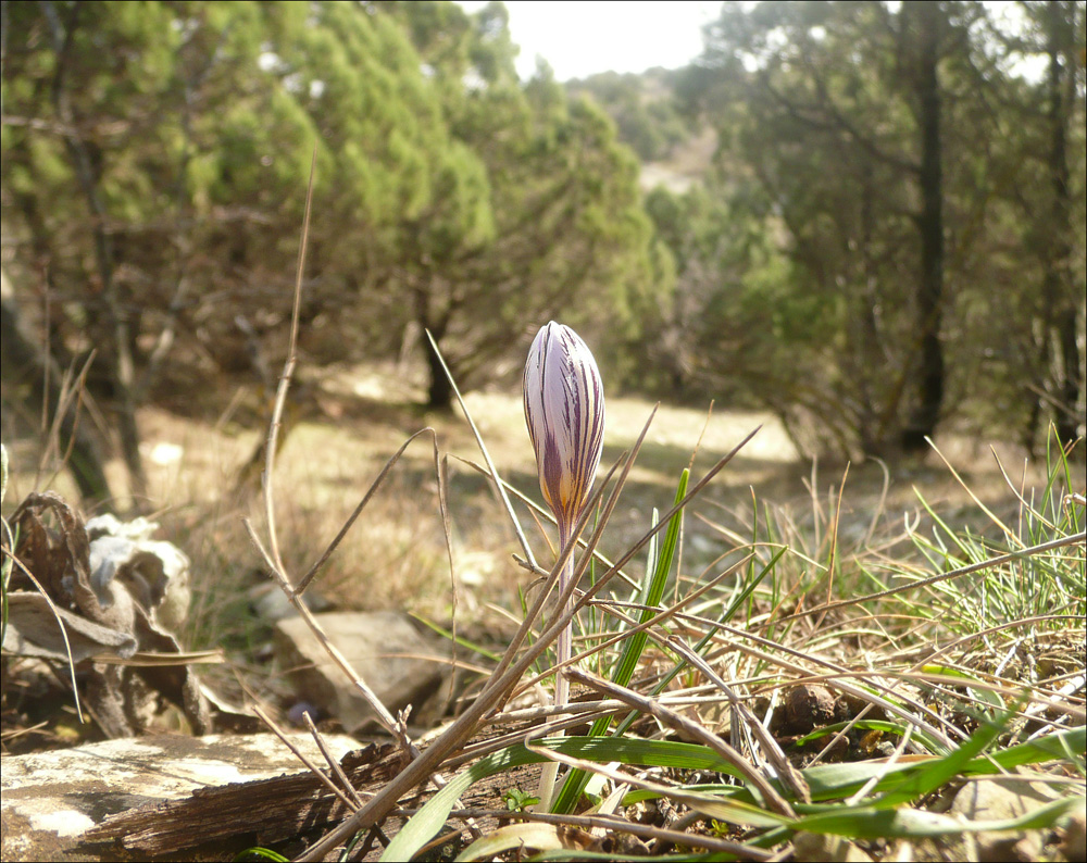 Image of Crocus reticulatus specimen.