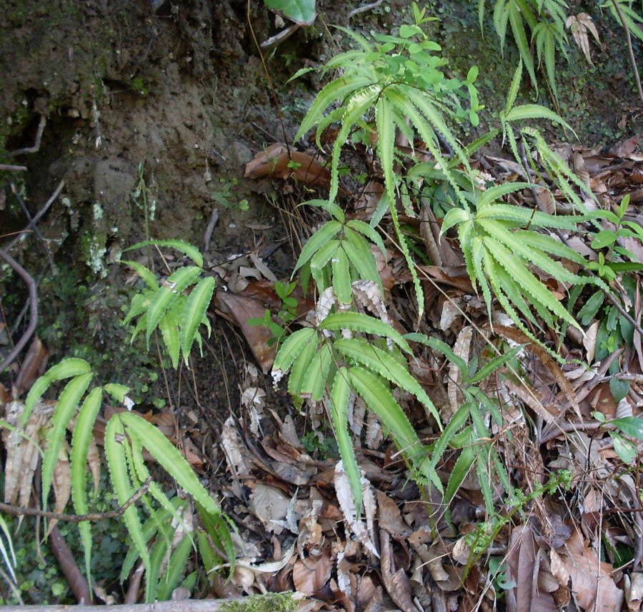 Изображение особи Pteris cretica.