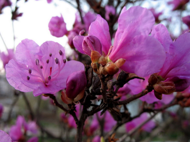 Изображение особи Rhododendron sichotense.