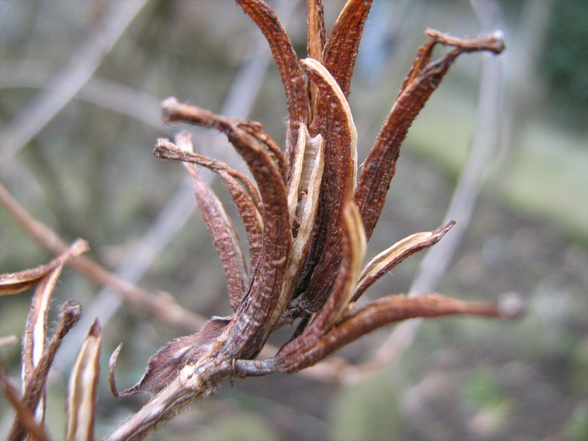 Image of Weigela florida specimen.